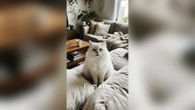 Cats don't believe in casualness