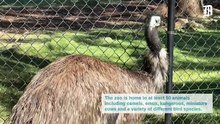 Wagga Zoo and Aviary keeping animals cool through heatwave