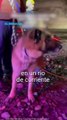 Intentan salvar a un perro atrapado en un cañón y quedaron varados en el río