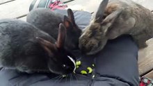 Lunch time with the bunnies mostly involves being a table. | #SparklegleamFarm #Bunny #farm #rabbit #farmanimals #cute