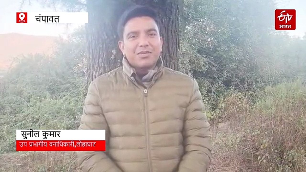 लोहाघाट में देवदार के पेड़ों पर छाया संकट, पेड़ सुखाने पर हरकत में आया वन विभाग व प्रशासन, अज्ञात पर केस दर्ज
