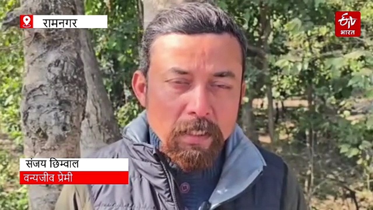 कॉर्बेट के ढिकाला जोन में शिकार की मुद्रा में द...