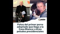 Fotos del primer perro adoptado que llega a la Casa Blanca y otros peludos presidenciales