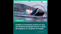 Graban el momento exacto en que una ballena jorobada estuvo a nada de tragarse a 2 mujeres en kayak