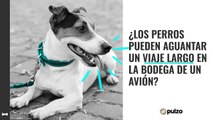 ¿Los perros pueden aguantar un viaje largo en la bodega de un avión?