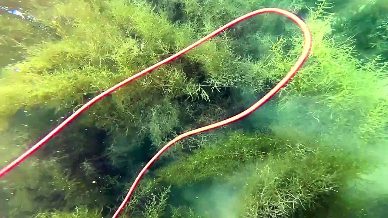 Spearfishing 2025-04-10