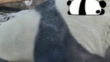 FunnyAnimals