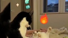 Ngajak berantem 🐱‼️🐈