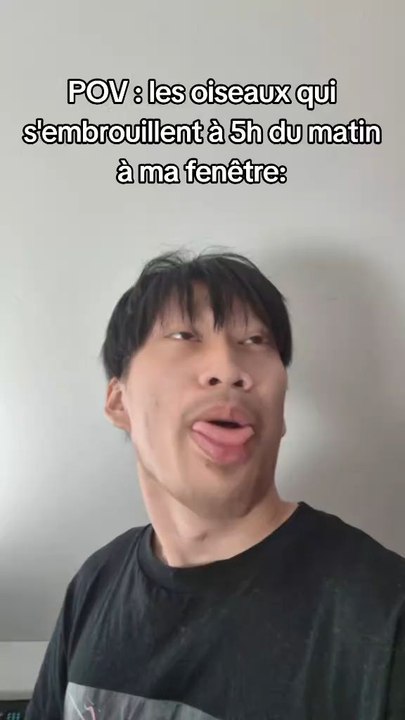 pov les oiseaux