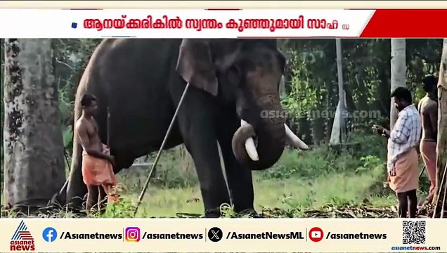 സ്വന്തം കുഞ്ഞുമായി ആനയുടെ അടുത്ത് സാഹസം കാണിച്ച പാപ്പാൻ അറസ്റ്റിൽ