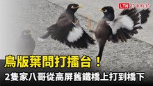 鳥版葉問打擂台！2隻家八哥從高屏舊鐵橋上打到橋下  場邊還有裁判觀戰