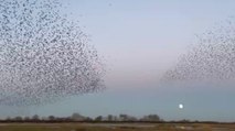 Migliaia di storni volano all’unisono davanti alla prima superluna dell’anno: il video ipnotico dall’Inghilterra