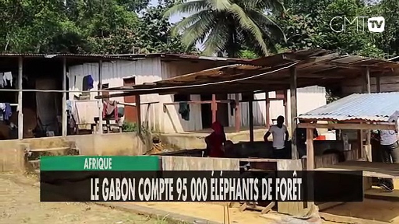 [#Reportage] Afrique :  le Gabon compte 95 000 éléphants de forêt
