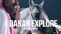 Dakar 2026 - Explore: Arabian horses