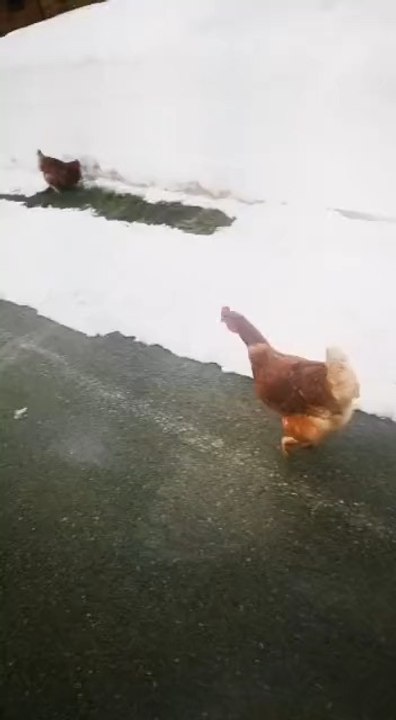 Tu dois avoir des poules !