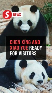 Zoo Negara's new giant pandas ready for public debut soon