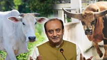 Cow VS Mithun: नॉर्थ ईस्ट में मिलने वाली मिथुन और गाय में क्या अंतर है | Boldsky