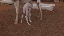 camel baby feeding