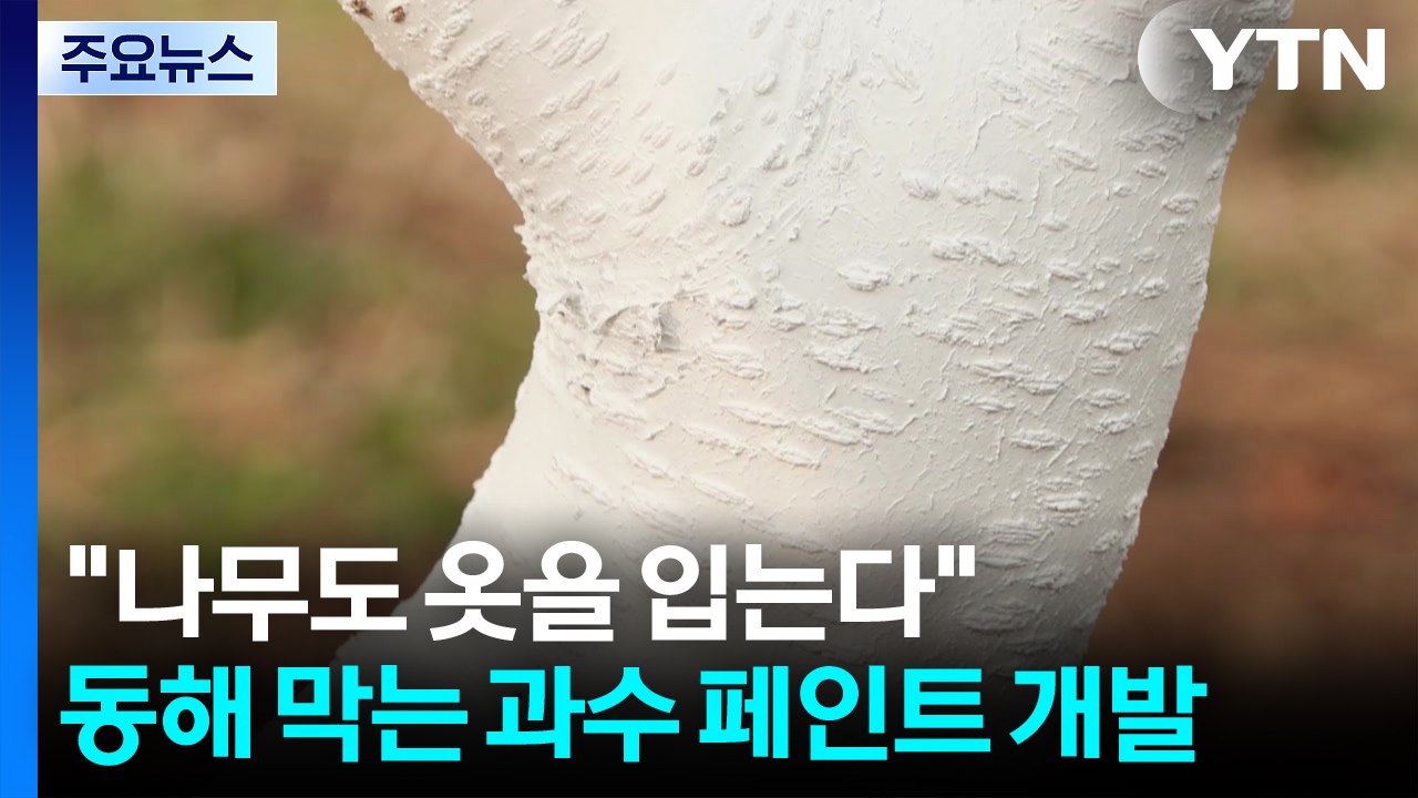 "나무도 옷을 입는다"...동해 막는 과수 전용 페인트 개발 / YTN