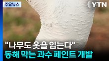 "나무도 옷을 입는다"...동해 막는 과수 전용 페인트 개발 / YTN
