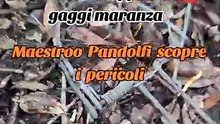 MAESTRO PANDOLFI E LE TRAPPOLE MARANZA