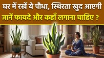 Snake Plant At Home Vastu : स्नेक प्लांट घर में लगाने से क्या होता है और किस दिशा में लगाना चाहिए ?