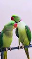 Parrot Talking l Talking Parrot l Parrot sound #parrot #parrots #parrottalking