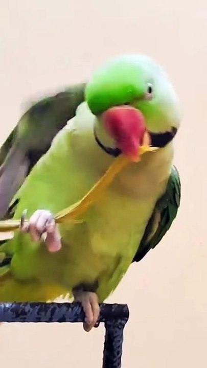 Parrot Talking l Talking Parrot l Parrot sound #parrot #parrots #parrottalking