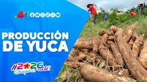 Producción de Yuca: motor de la seguridad alimentaria y agroindustria 🎋