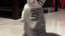 Cute cat standing up
