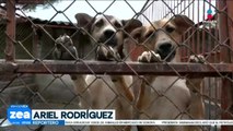 Más de 900 perritos fueron retirados del Refugio Franciscano
