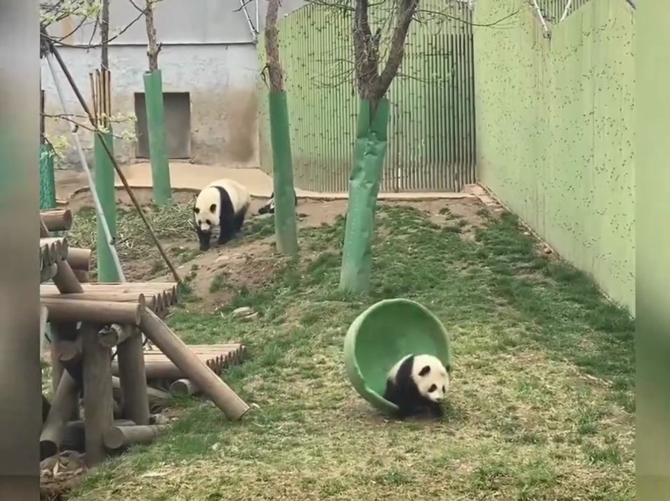 Hilarious Panda Hide and Seek Fail!