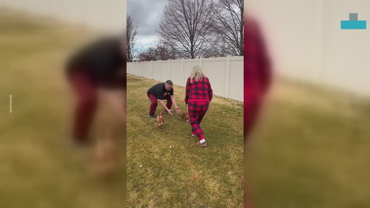 Parents Frantically Chase Chicken on Christmas Morning