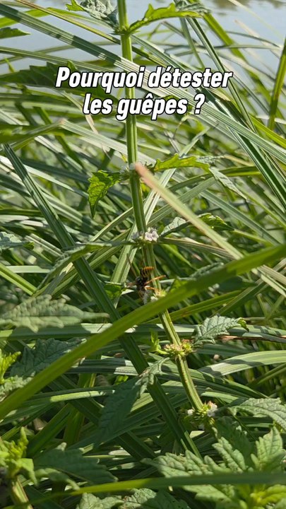 Et vous vous aimez les guêpes ?après tout elles sont utile à l'environnement en régulant les populations d'insectes phytophages et participent même un peu à la polinisation ! ☺️