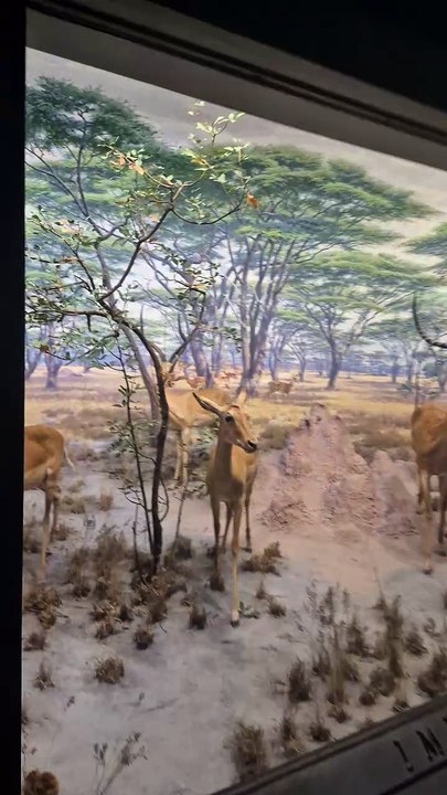 Le musée d'histoire naturelle à New York ! EP.2 #USA #NewYork #NYC