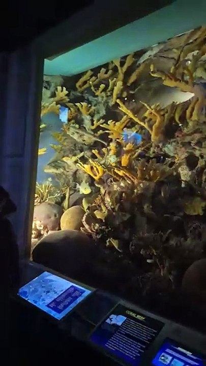 Le musée d'histoire naturelle à New York ! EP.7 #USA #NewYork #NYC