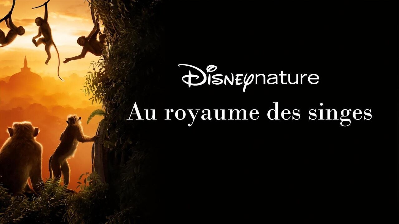 Au royaume des singes