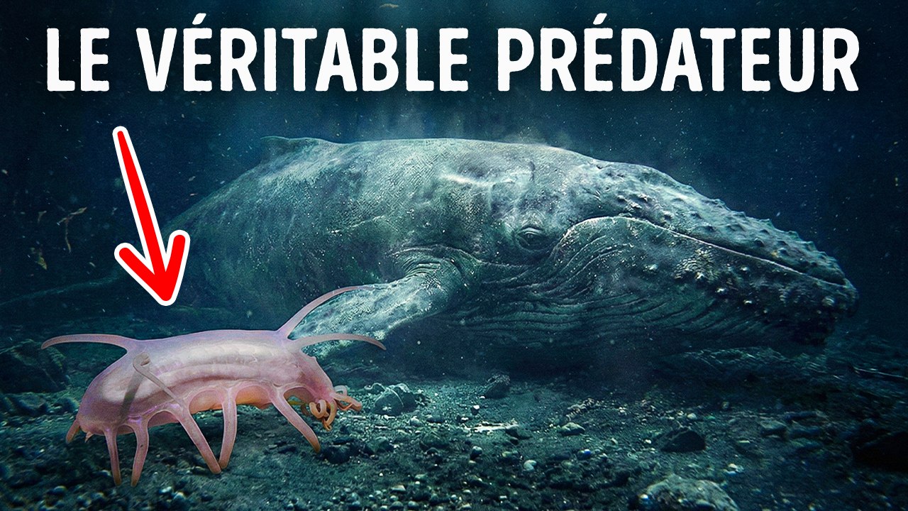 Créatures de la mer profonde aux talents qui semblent irréels