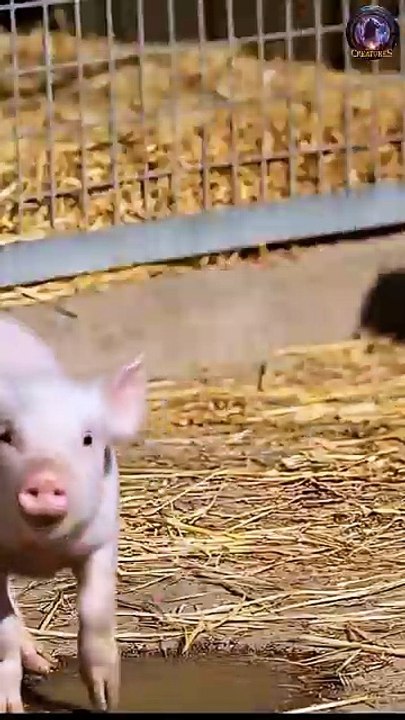 Doberman vs Wild Wolf! Fierce Battle #doberman