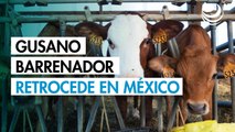 Casos activos del gusano barrenador en México han caído 57% en el último mes, afirma Sader
