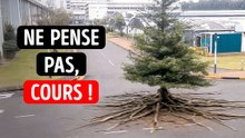 Si vous voyez cet arbre marcher... c'est trop tard !