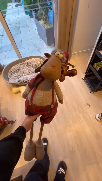 Très bizarre ce renne ! (1)