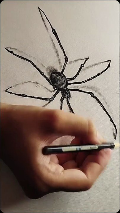 How to draw a spider, realistic spider drawing and shading