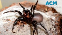 Funnel-web spider venom spawns heart attack and stroke drug