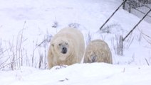 Watch as polar bears enjoy playing in snow as parts of Scotland covered
