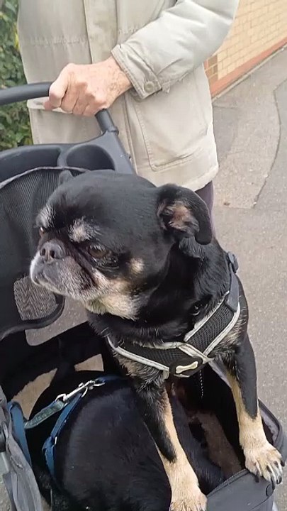 Two older dogs that I met while I was out today