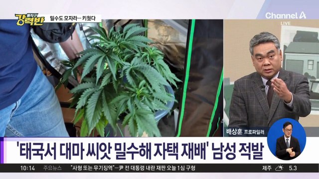 [돌직구 강력반]“너무 비싸 직접 키웠다” 대마 밀수해 재배한 30대