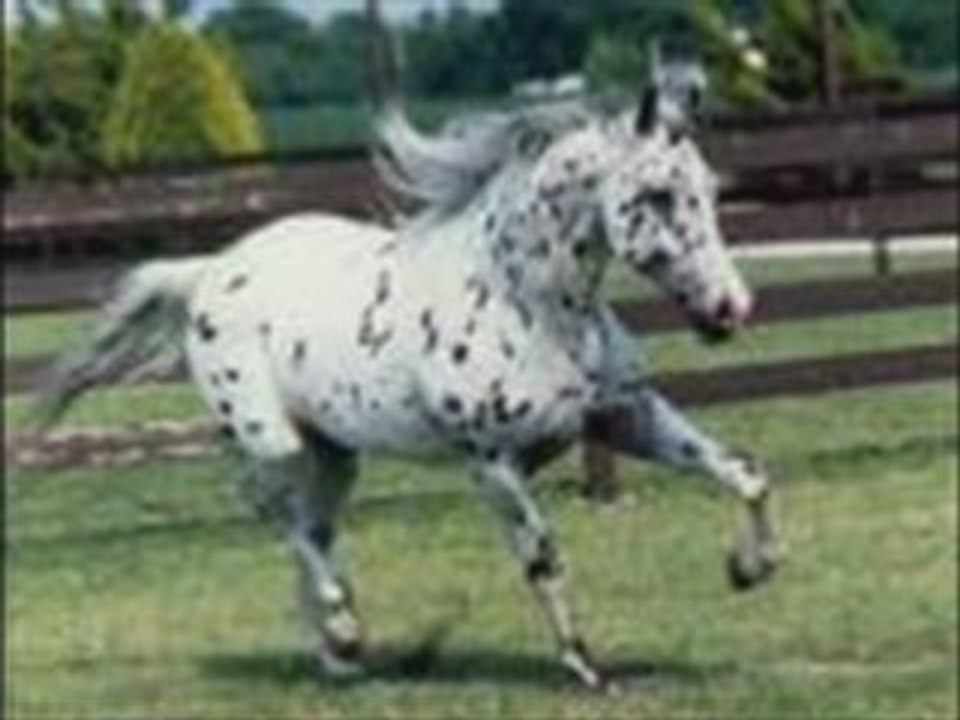 Le cheval 2