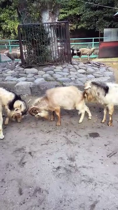 Male Goats Fighting for Dominance