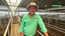 Wodonga Hereford, British & Euro feature weaner sale - Day 5